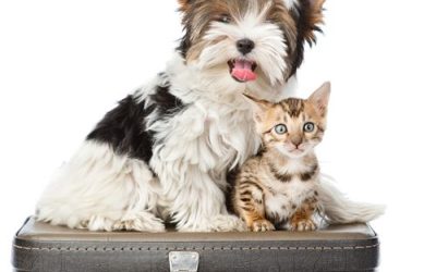 Do you want to get your business certified as ‘Pet Friendly’? Here is how
