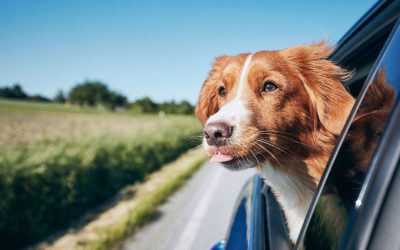 Traveling with your pets: how can I obtain the permit to travel with my pets to Costa Rica?