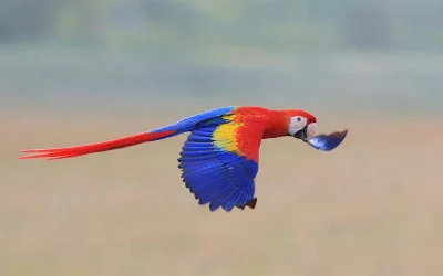 Scarlet Macaws Return To The Guanacaste