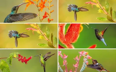 Tropical Flowers And Hummingbirds